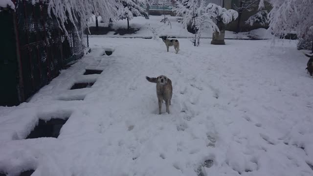 Dogs in the snow