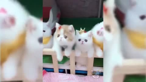 OMG HOW CUTE!!! Would you have one of this guys at home??FUNNIEST🐶DOGS AND😻CATS -