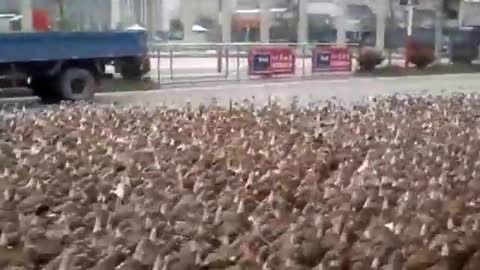 What happens when you catch 5,000 ducks on the street at the same time?