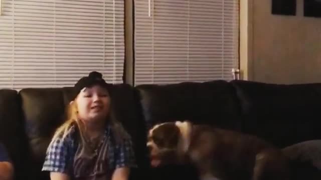 Collab copyright protection - bull dog tackles girl blue flannel