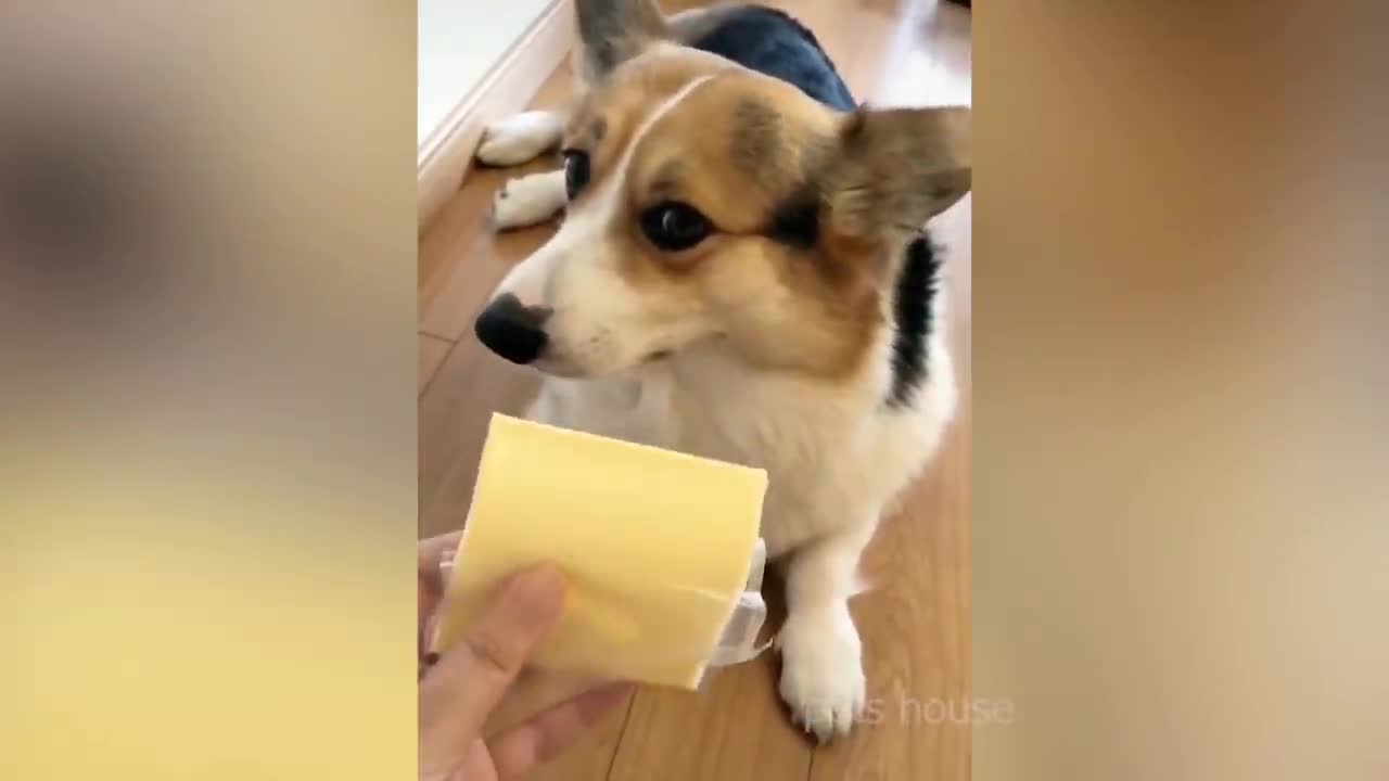 🤣Try Not To Laugh or Grin While Watching Funny Animals Compilation | Pets House