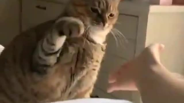 Gatinho dando a patinha para sua dona coisa linda