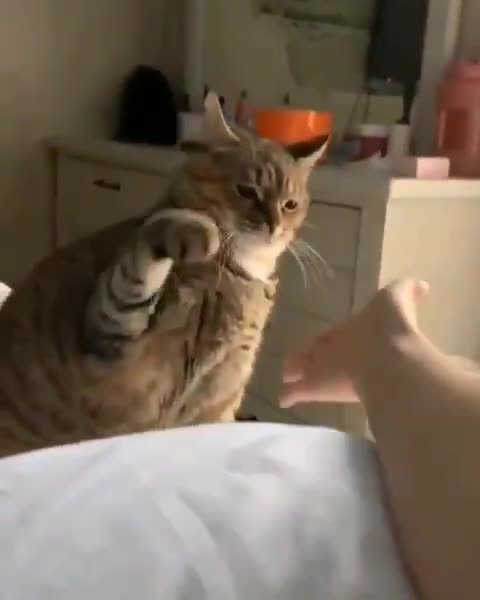 Gatinho dando a patinha para sua dona coisa linda