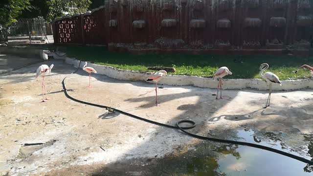 White Stork Group Morning Show