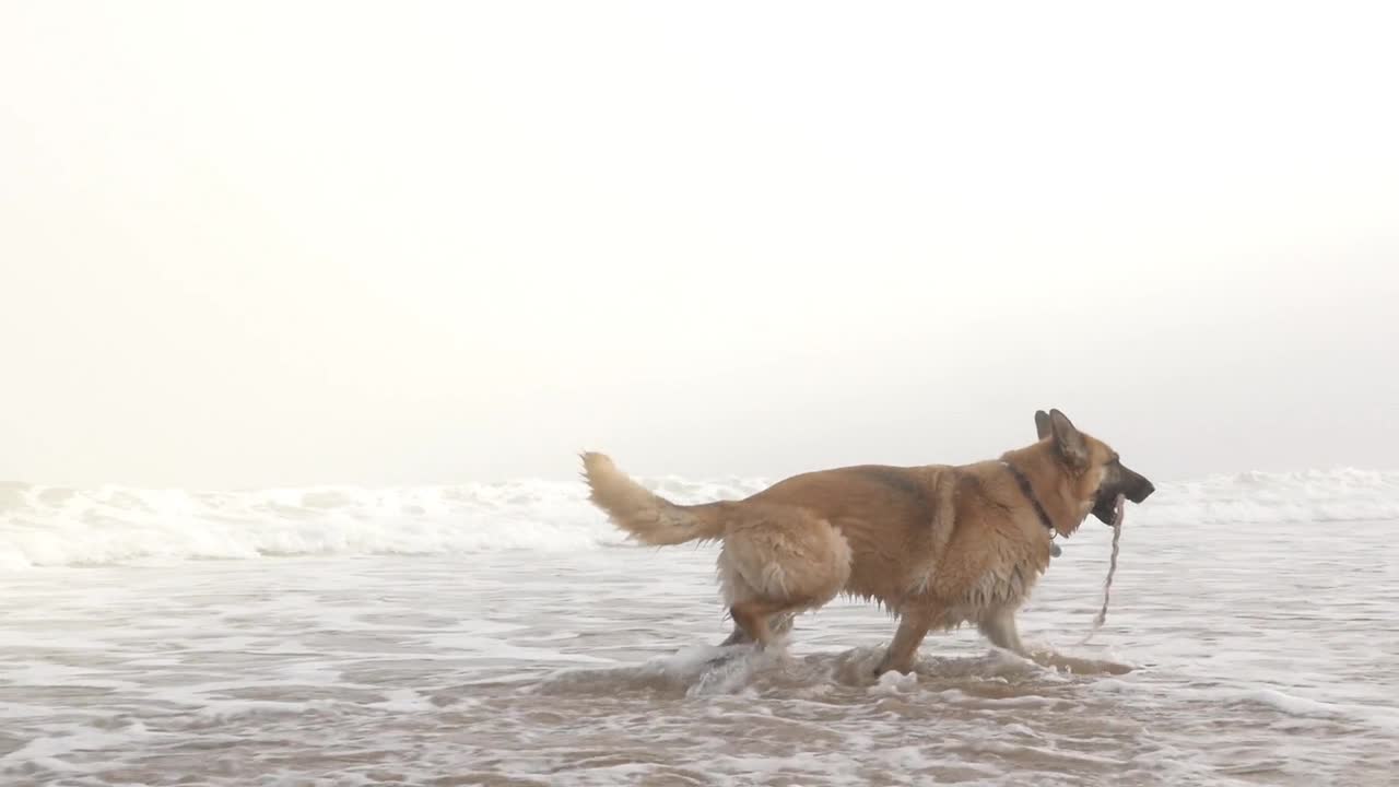 This Adorable Puppy Loves Running On The Sea - Summer Time!