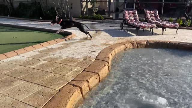 Puppy Play In Pool First Time