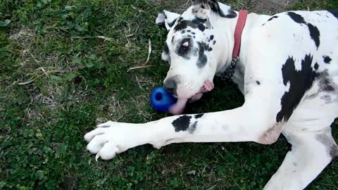 Diesel The Great Dane Grinz with a Rogz Round