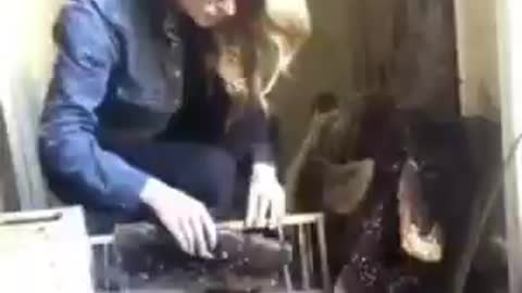 Amazing Bee Keeper