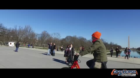 dog training Videos