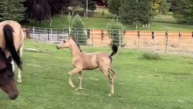 The ponies are playing merrily in the stable