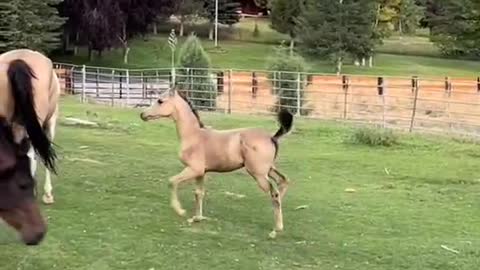 The ponies are playing merrily in the stable