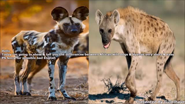 African Wild Dog & Spotted Hyena - The Differences_Cut_Cut.mp4