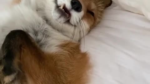 sleeping fox