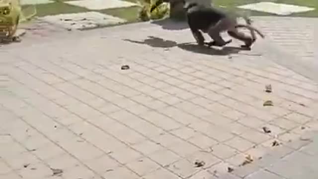 ##SCARYING THE MONKEY###