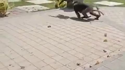 ##SCARYING THE MONKEY###
