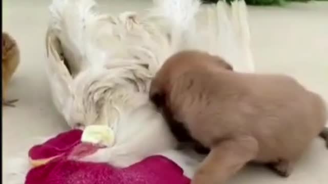 Cute Animals - Funny Animal Videos - Cute Animal Videos - So Cute Dog