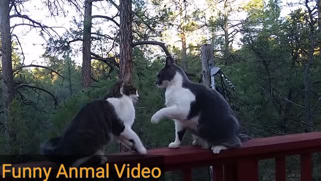 Funny Animals Video! wawooo! How Funny |