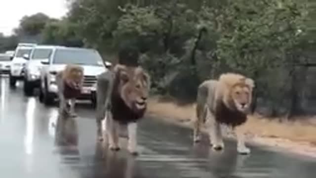 Wild lions roaming in the middle of the road