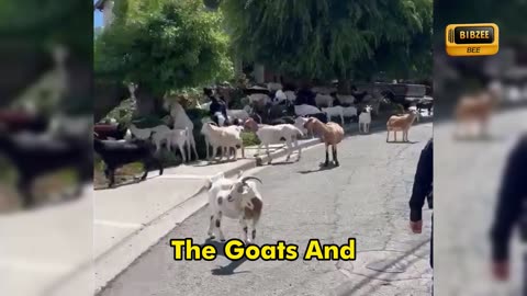 goats escaped their enclosure