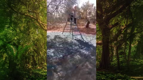 The start of the olive harvest season in Tunisia