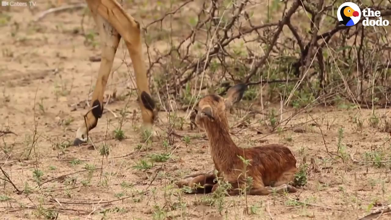 Baby Impala Takes His First Steps