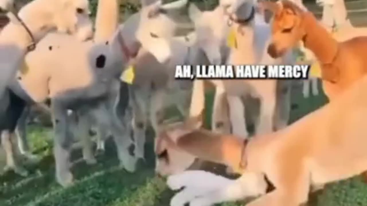 Some Of The Funniest Animals Voice Overs Compilation