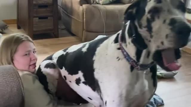 THE GREAT DANE Dog Video 65 - Great Dane Compilation - Tallest Dog in The World