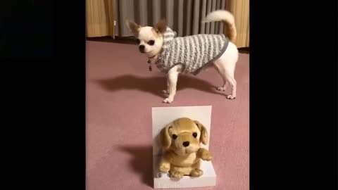 Amazing,Cute And Funny Pets Part 1