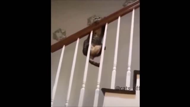 Funny Cats Compilation, May 2021 2