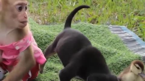 Little monkey and puppies playing with little