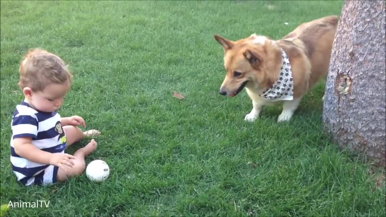 Corgi Dogs Are The Best - CUTEST Dog Compilation