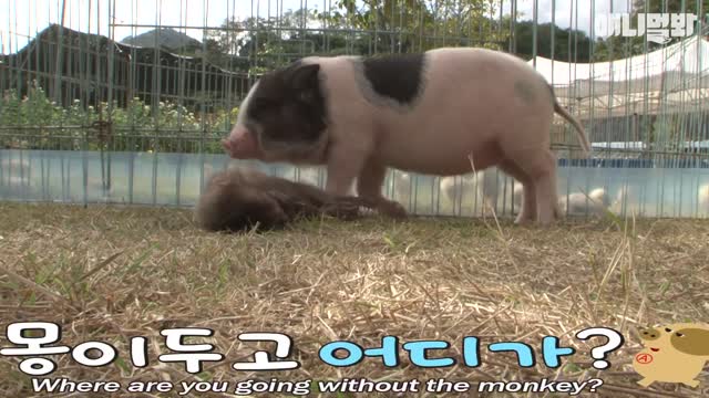 A baby monkey walking on the back of a mini pig