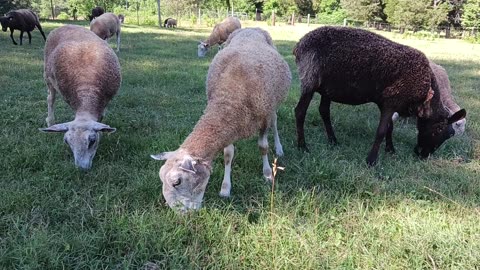 Top 10 reasons Wool is better than Synthetic clothing!