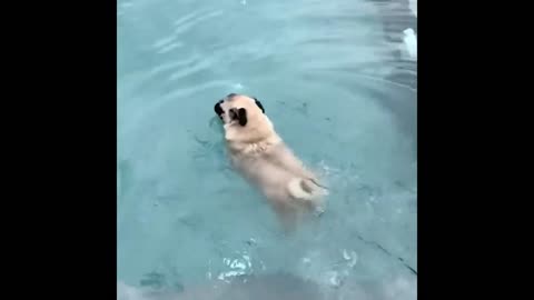 Best Animals 2 Minutes of Funny Cats and Dogs