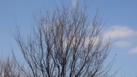 Cloudy skies and branches 2