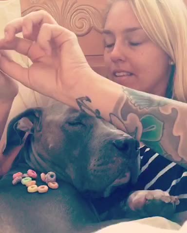 Stacking fruit loops on sleepy dog