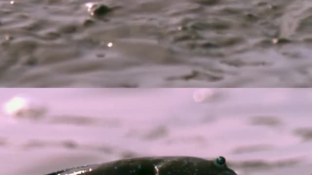 Mudskipper (Scientific name: Periophthalmus cantonensis)