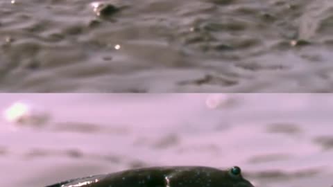 Mudskipper (Scientific name: Periophthalmus cantonensis)