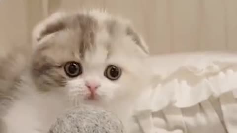Baby cat