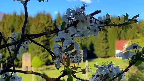 Beautiful Nature - Travel in Georgia 🇬🇪