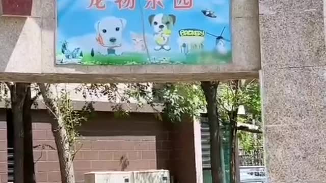 I also want a dog like this