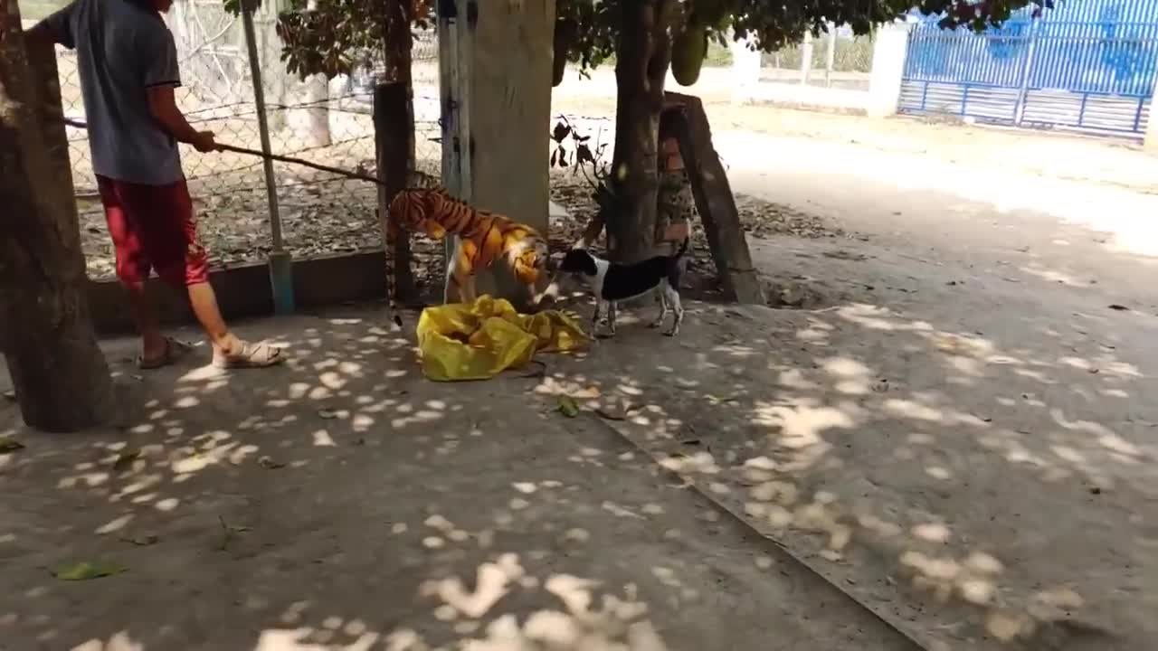 Wow Nice Fake Tiger Pranks Dog!!! Prank Dogs Run Very Funny Try To Not Laugh Challenge