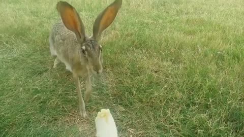 A jackrabbit monching on a banana