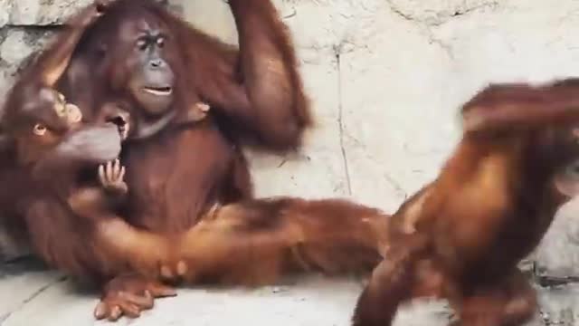 don't mess with mother orangutan!