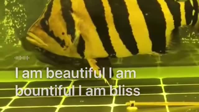 I like fish