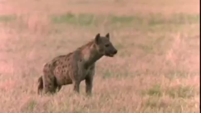 Lion king kills the queen