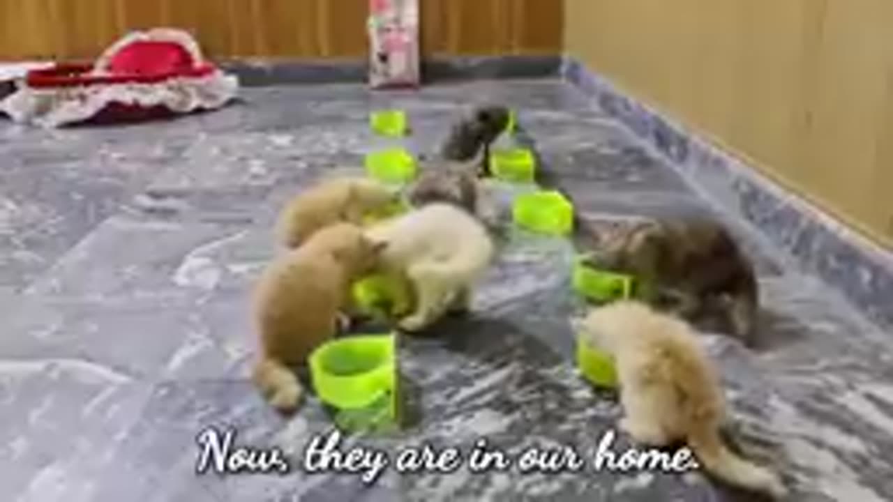 Rescue poor kittens who lost all hopes to see their mama again