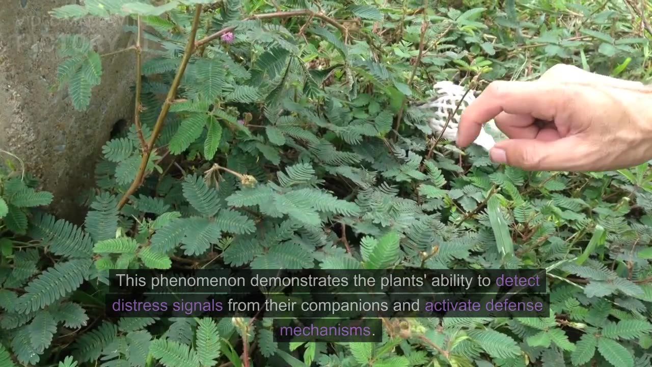 Plants communicating with each other captured on video for the first time ever