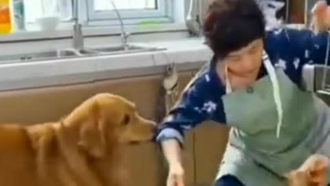 Os cães mais fofos de todo mundo