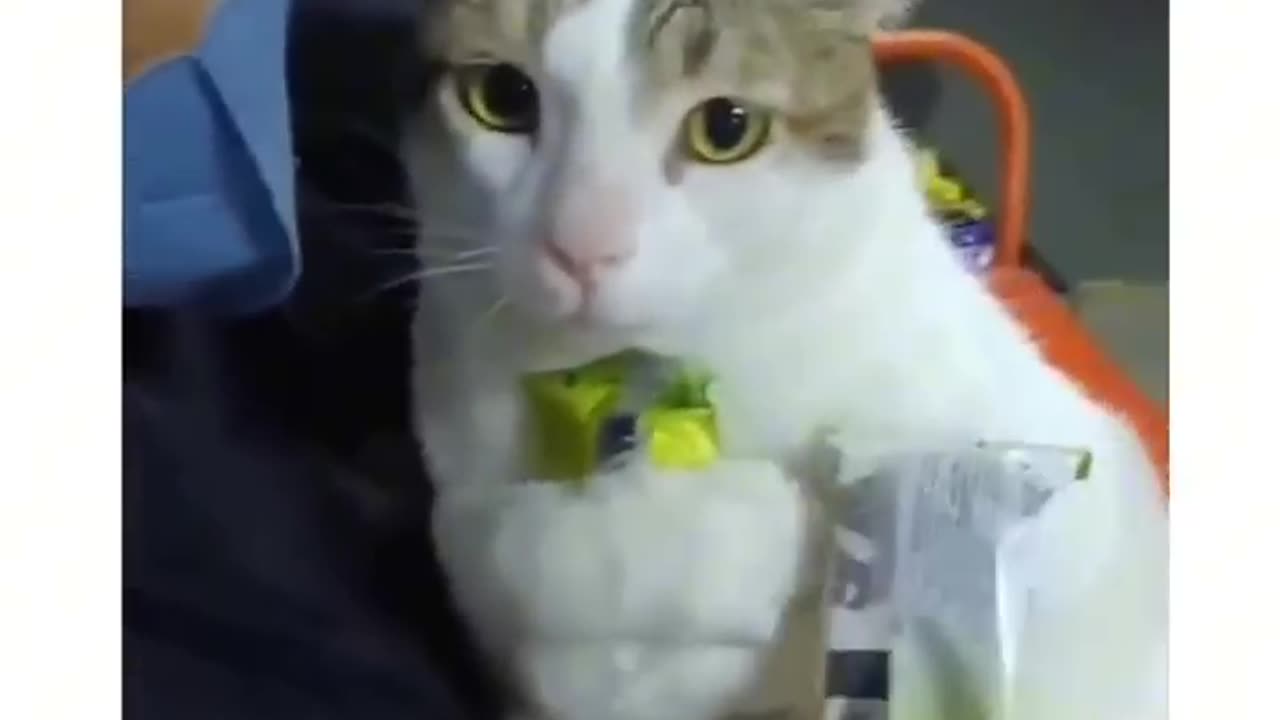 Cat shorts